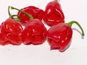 Jamaican Red Habaneros 150 hot pepper seeds