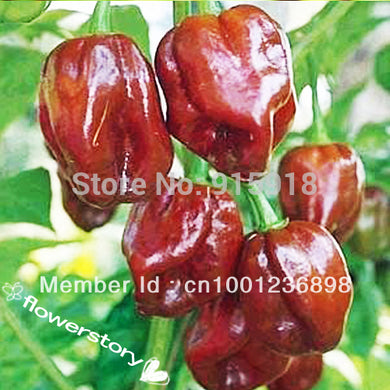 Vegetable seeds Jamaican Hot Chocolate Habenero Pepper 50 Seeds Delicious pot hot pepper